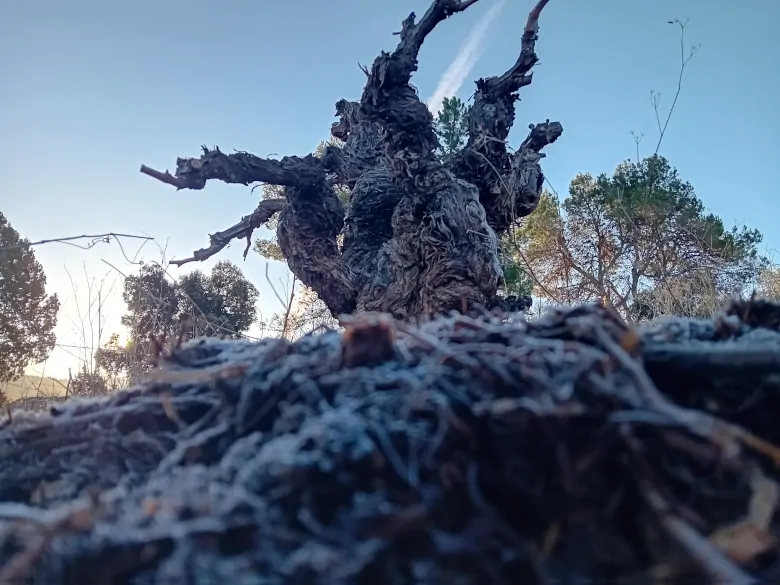 Vid de Vinos Devotio para la página de Nosotros.