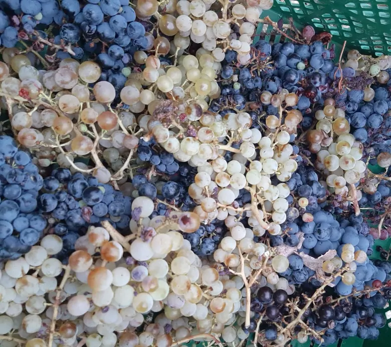 Racimos de uva de Vinos Devotio