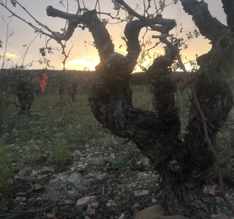 Vid de Vinos Devotio