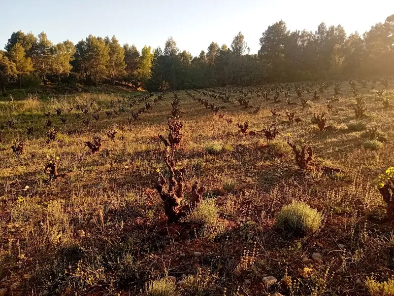 Viñedo de Vinos Devotio