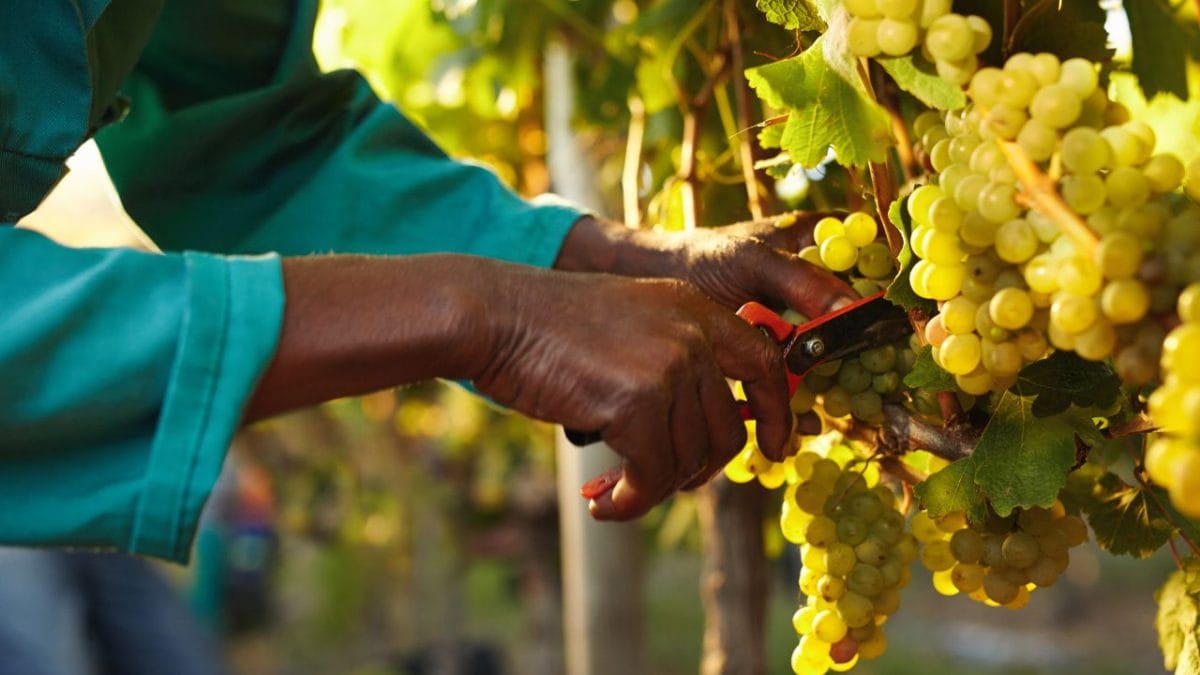 Vendimia manual, recogida y cosecha de las uvas.