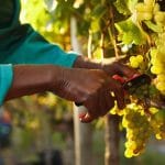 Vendimia manual, recogida y cosecha de las uvas.