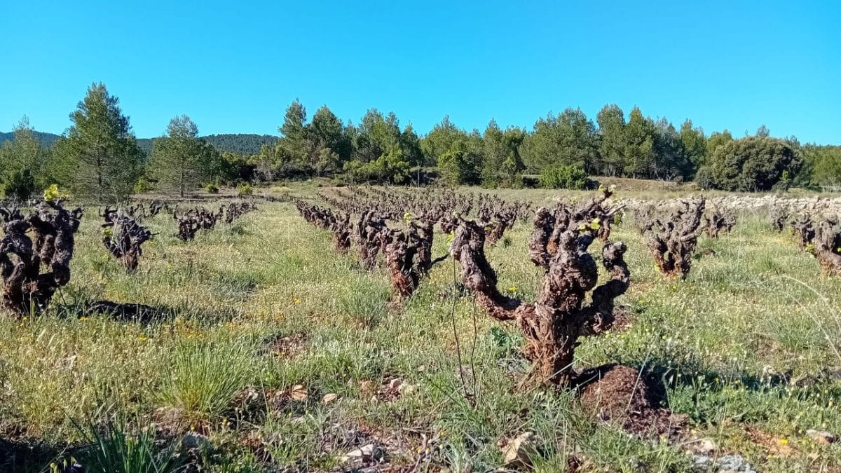 El vino: Patrimonio cultural y herencia de los íberos en Benagéber