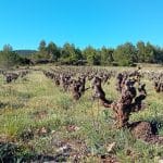 El vino: Patrimonio cultural y herencia de los íberos en Benagéber