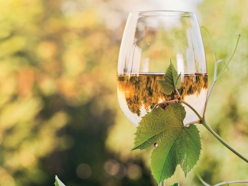 Vinos sin aditivos. Vinos Devotio. Vinos naturales y ecológicos en Valencia.