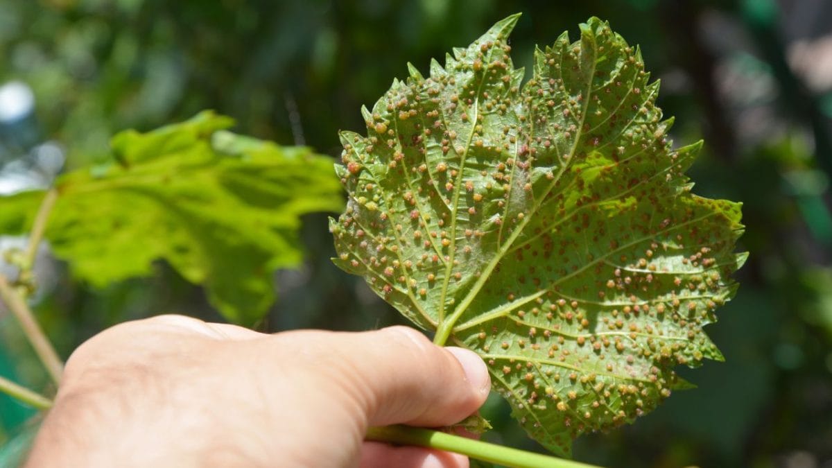 La importancia de la biodiversidad en el viñedo