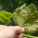 La importancia de la biodiversidad en el viñedo