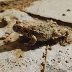 La gestión de la fauna silvestre para la protección de los viñedos