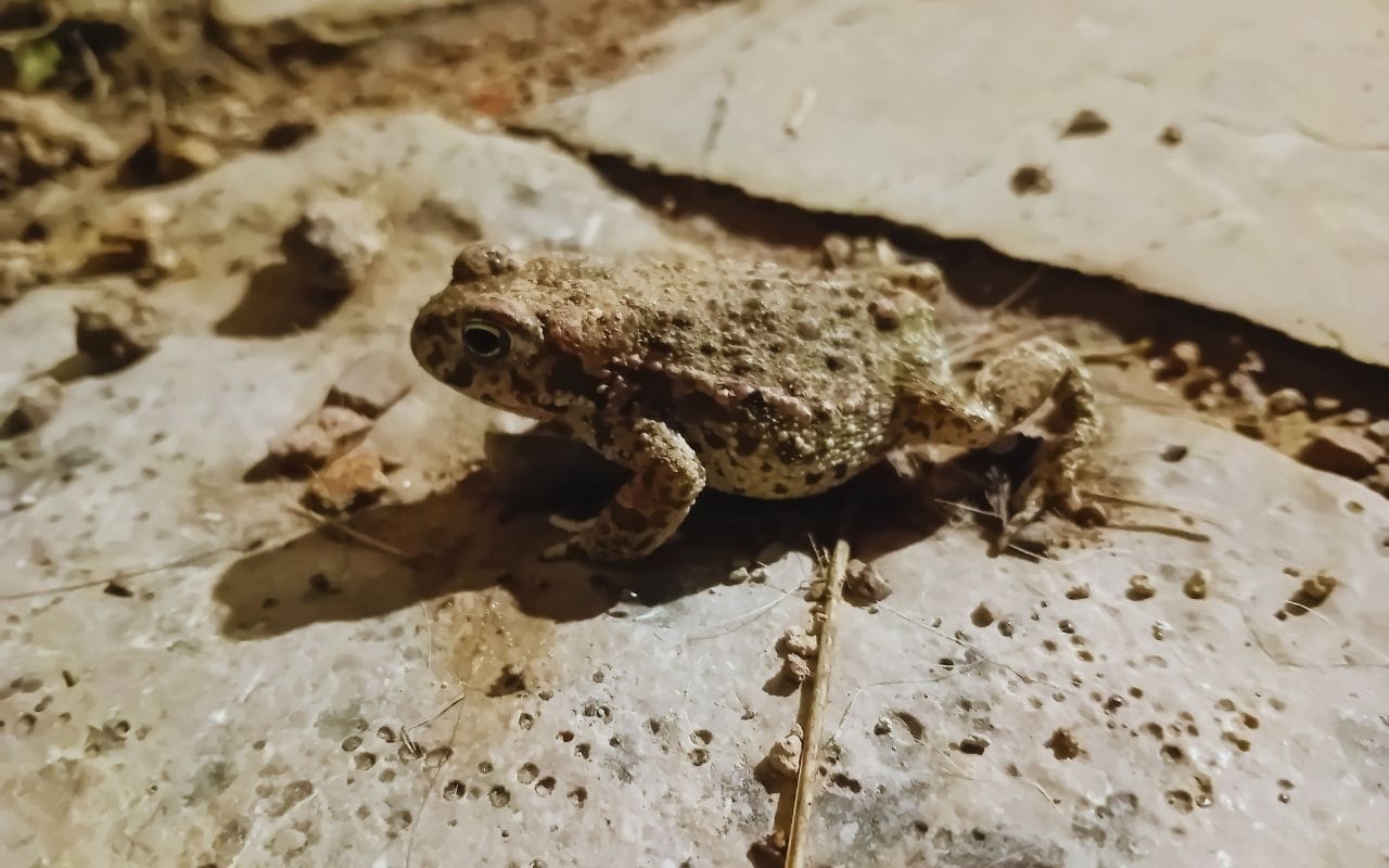 La gestión de la fauna silvestre para la protección de los viñedos