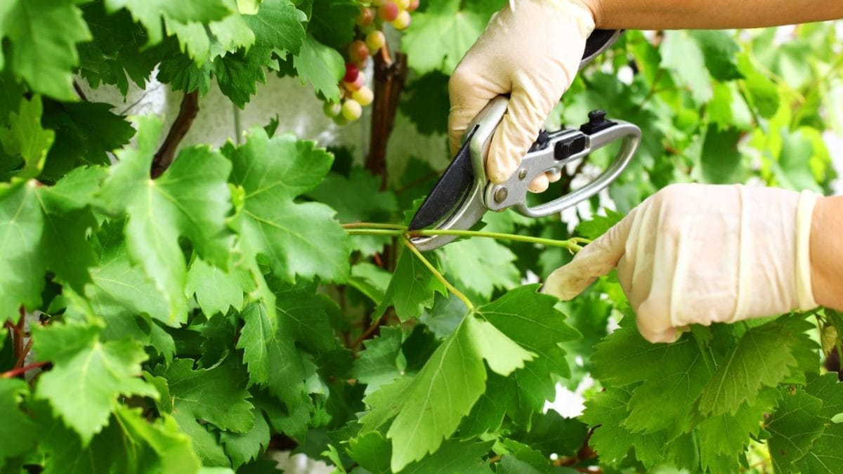 Poda de respeto de Vinos Devotio, Vinos de Benagéber.