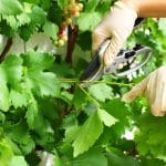 Poda de respeto de Vinos Devotio, Vinos de Benagéber.