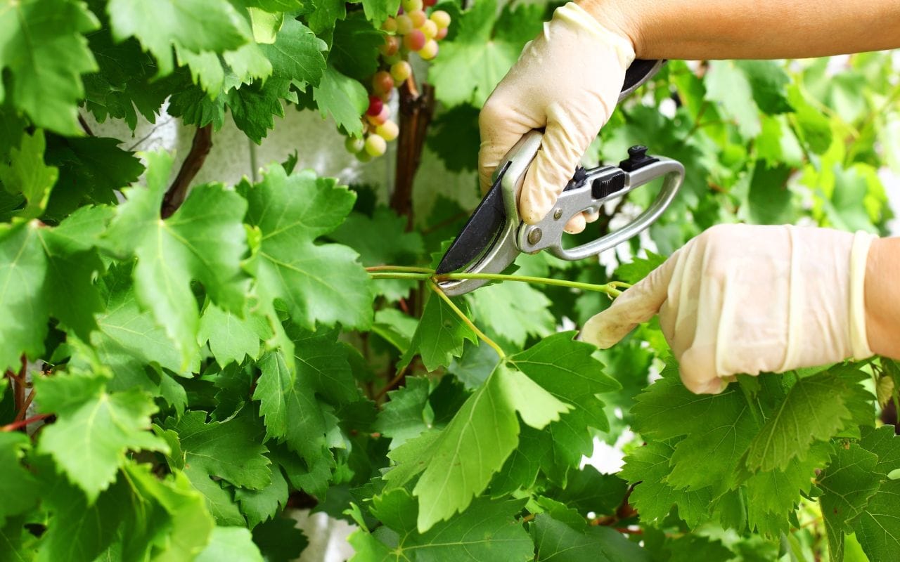 Poda de respeto de Vinos Devotio, Vinos de Benagéber.