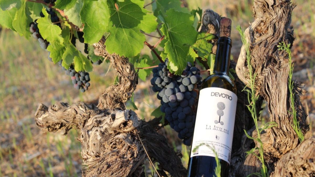 La tradición y valores vitivinícolas del Alto Turia