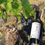 La tradición y valores vitivinícolas del Alto Turia