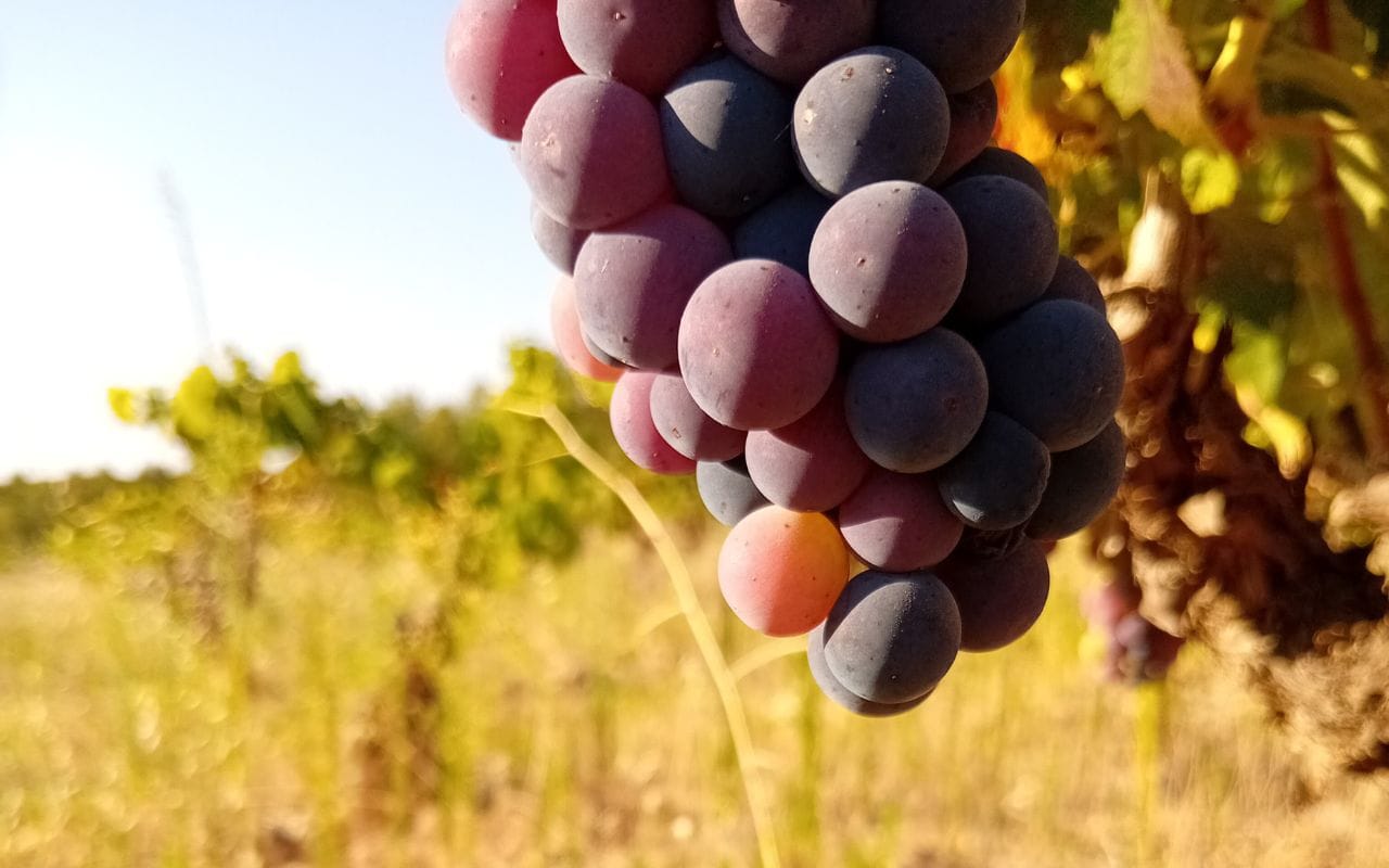 La apropiación del término “ecológico” y su significado original