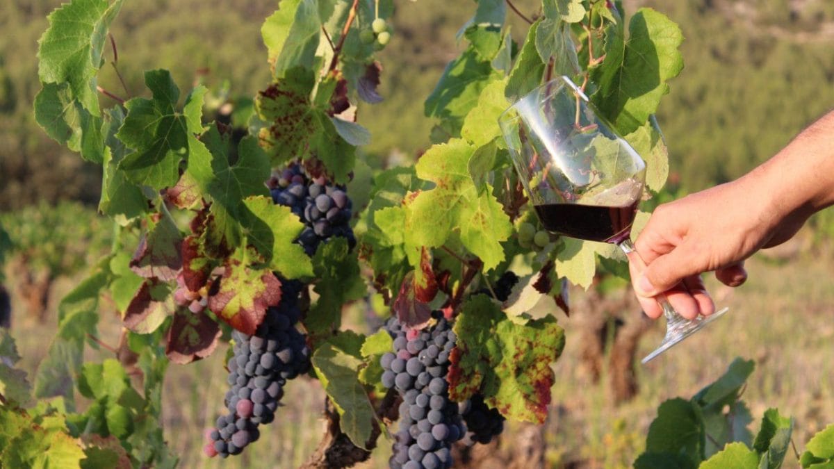 El debate sobre la elaboración de vinos con aditivos o sin aditivos