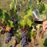 El debate sobre la elaboración de vinos con aditivos o sin aditivos
