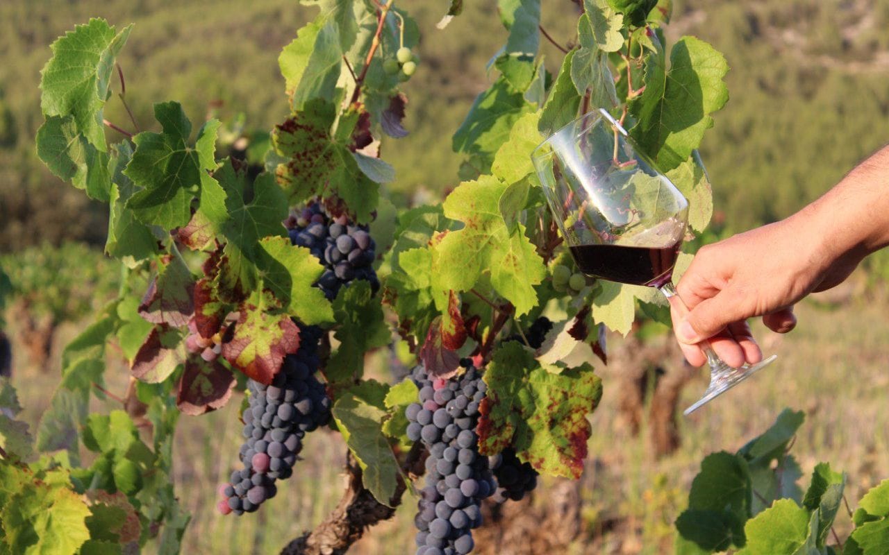 El debate sobre la elaboración de vinos con aditivos o sin aditivos