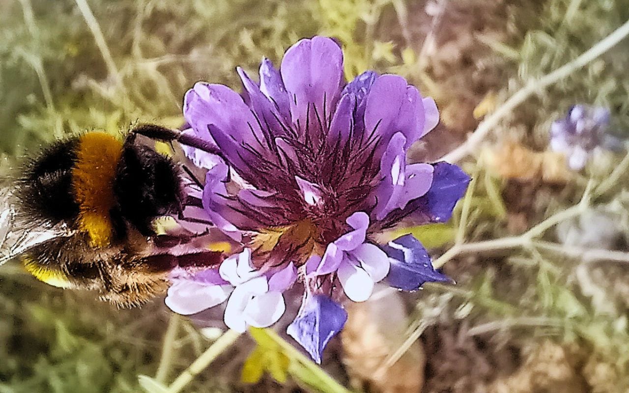 La importancia de los Insectos en los cultivos de la vid.