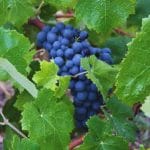 ¿Cuáles son las variedades de uva minoritarias en la Comunidad Valenciana y por qué son importantes?