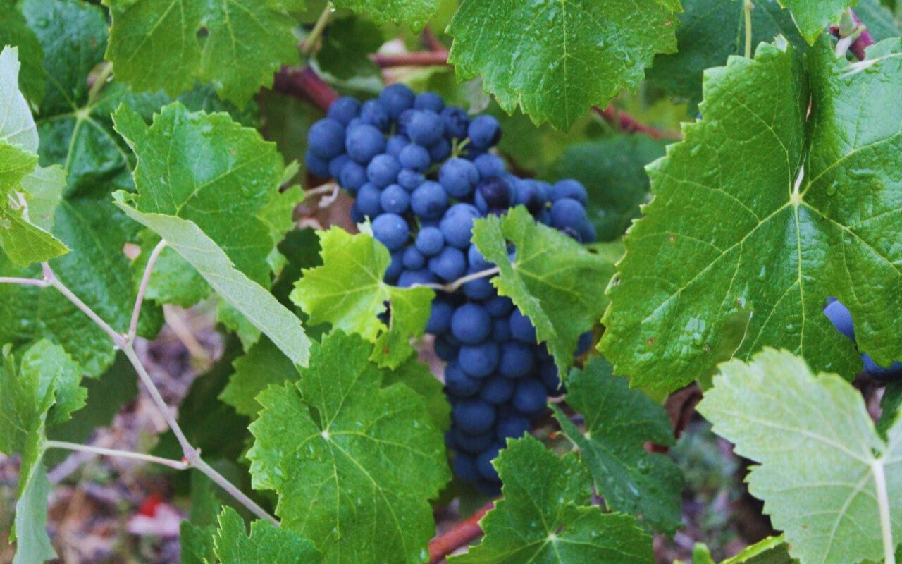 ¿Cuáles son las variedades de uva minoritarias en la Comunidad Valenciana y por qué son importantes?