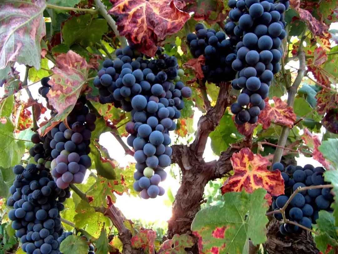 Racimos de uva en viñedo sostenible DEVOTIO, Alto Túria