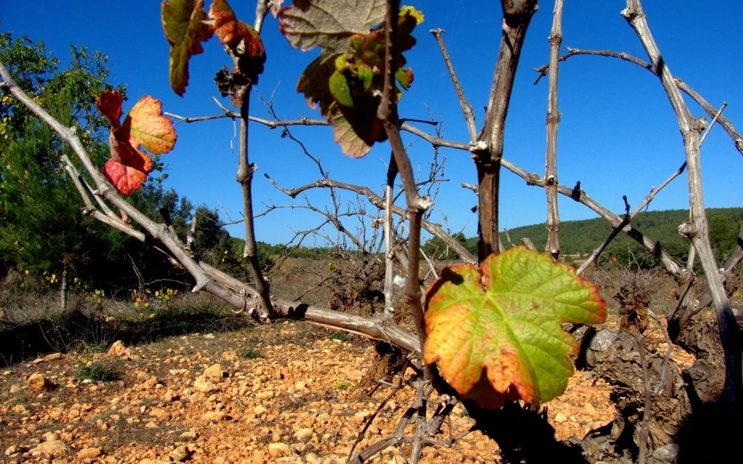 Viñedo de vino natural en Alto Turia, con vides en transición otoñal, suelos rocosos y montañas bajo un cielo azul, capturando la esencia pura del vino natural.