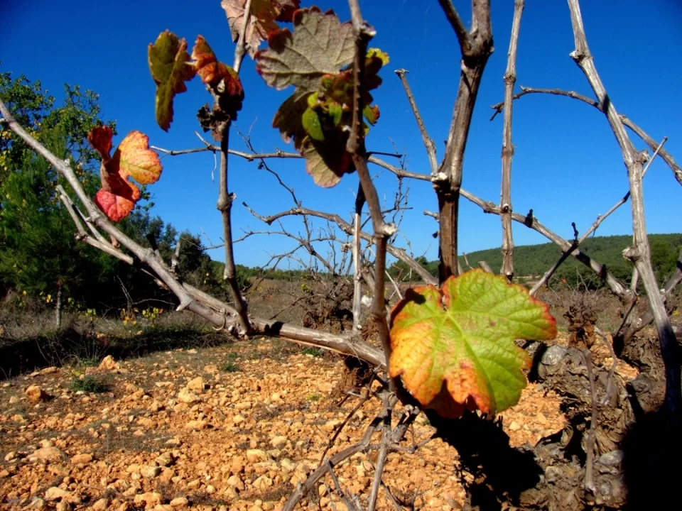 Viñedo de vino natural en Alto Turia, con vides en transición otoñal, suelos rocosos y montañas bajo un cielo azul, capturando la esencia pura del vino natural.